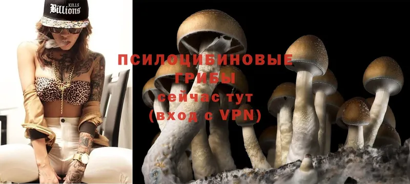 Псилоцибиновые грибы Psilocybine cubensis  Азнакаево 