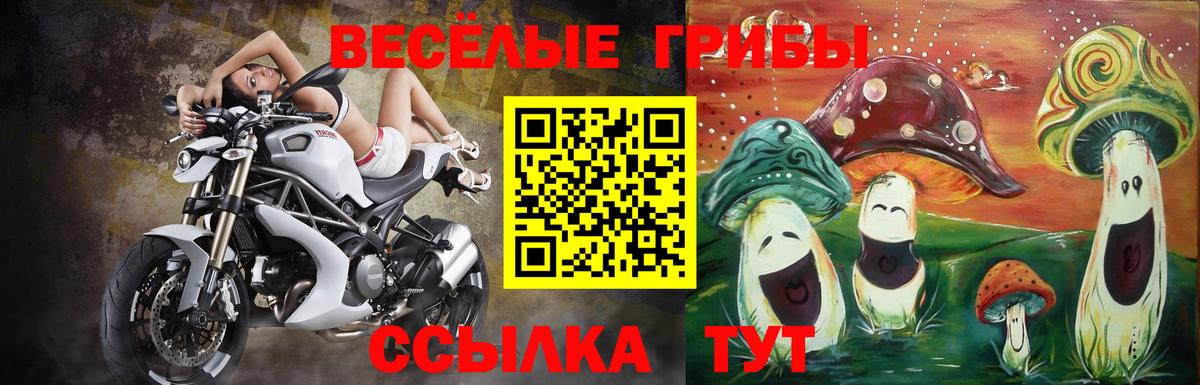 Псилоцибиновые грибы Psilocybe  Азнакаево  Псилоцибиновые грибы ЛСД 